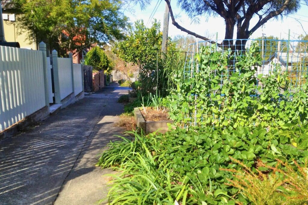 A verge garden beside a footpath in Dulwich Hill, Sydney, Australia. Peas grow over a trellis, strawberries spread across a bed and another has young onions.