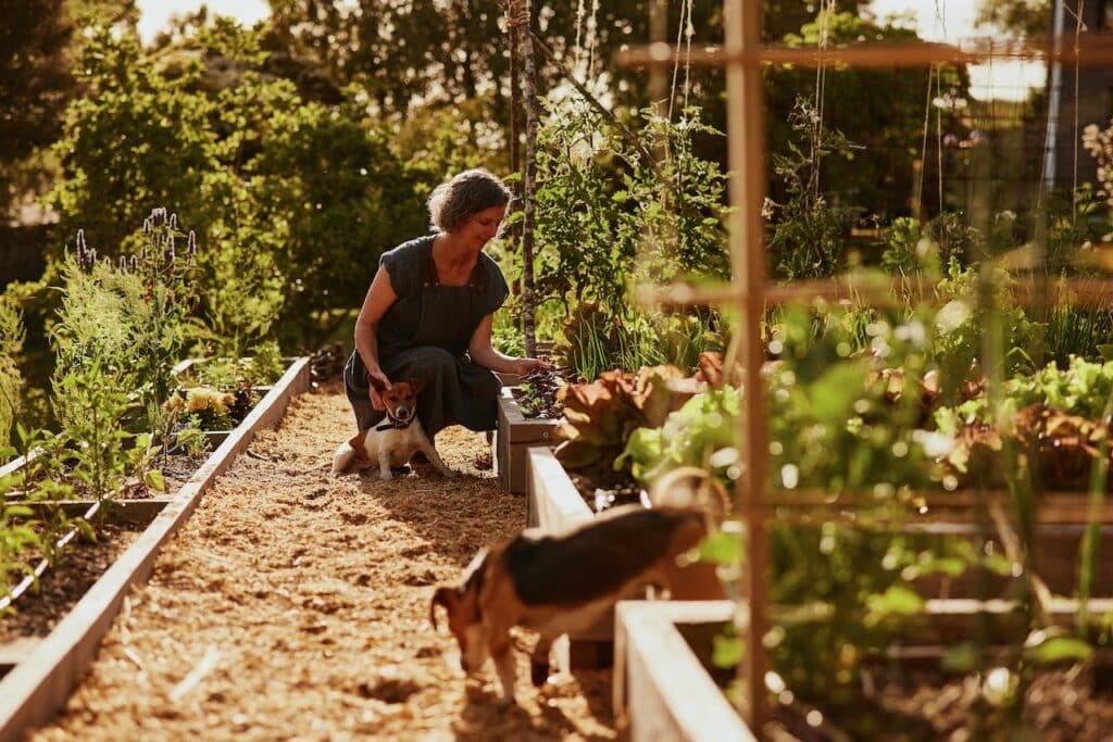 The author, Kirsten Bradley in her vegetable garden, with her two small dogs. Photo by Sam Shelley