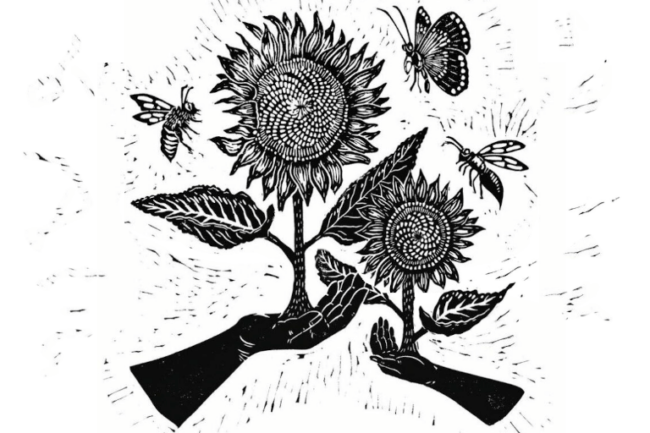Transformation-occurs-in-relationship-feature (1) A black on white linocut depicting two sunflower plants growing out of a pair of hands. A bee, a wasp and a butterfly circle around. Artwork by Dalee Ella