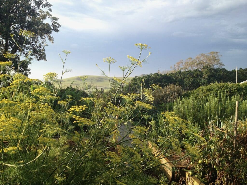 An established kitchen garden with fennel flowering in foreground and rolling hills in background.