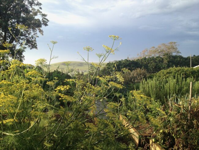 wat-is-permaculture-1