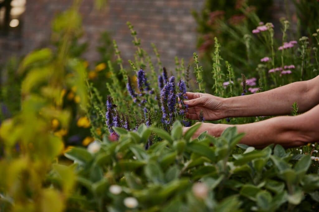 Hands picking blue hyssop flowers in a lovely colourful flower and herb garden.