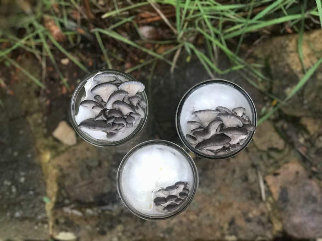 Grey oyster mushrooms and fluffy white mycelium growing from glass jars.