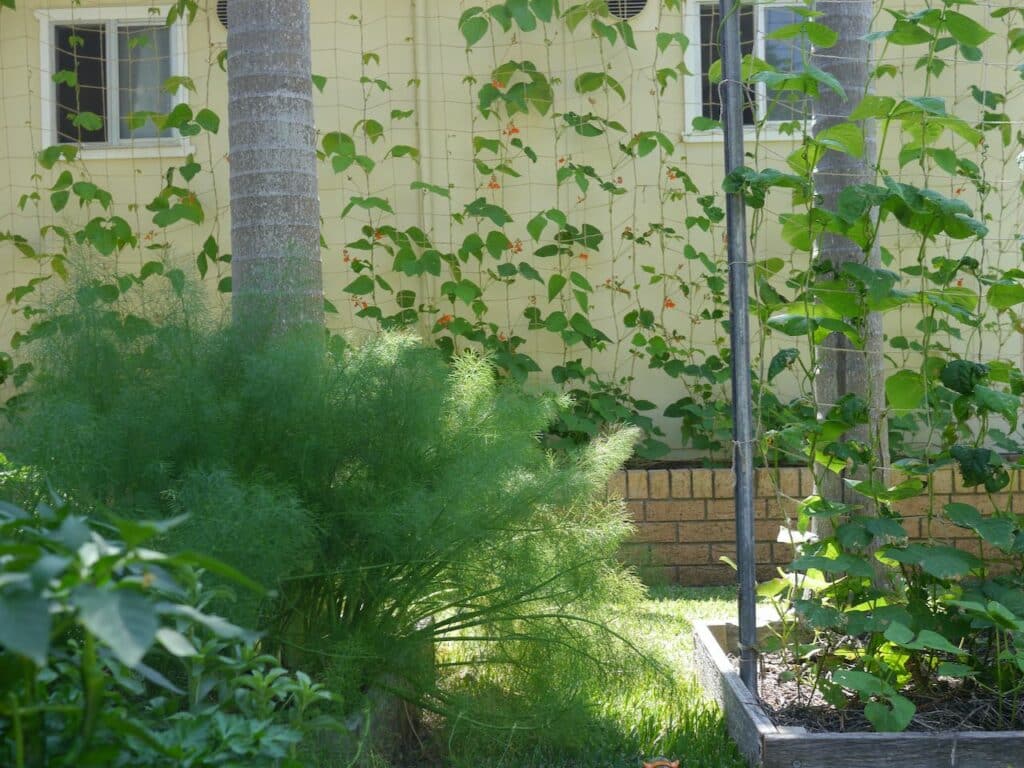 Lush green edible garden in front of a yellow house, with beans growing up netting. 