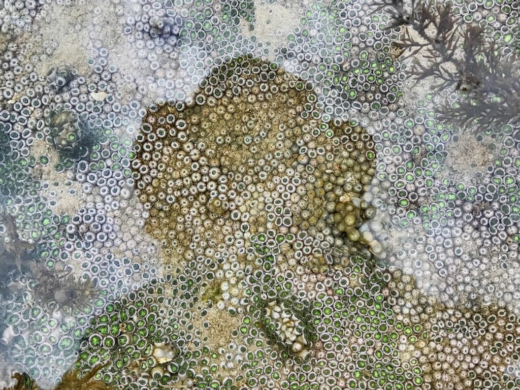 A beautiful rockpool with anemones and a silhouette of a person reflected on the water's surface.