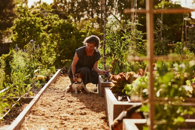 Milkwood garden first year – 31