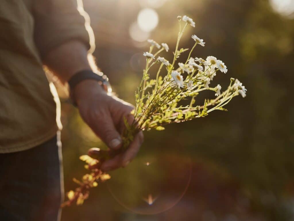 a male hand holds a sprig of feverfew flowers - white daisies with yellow centres