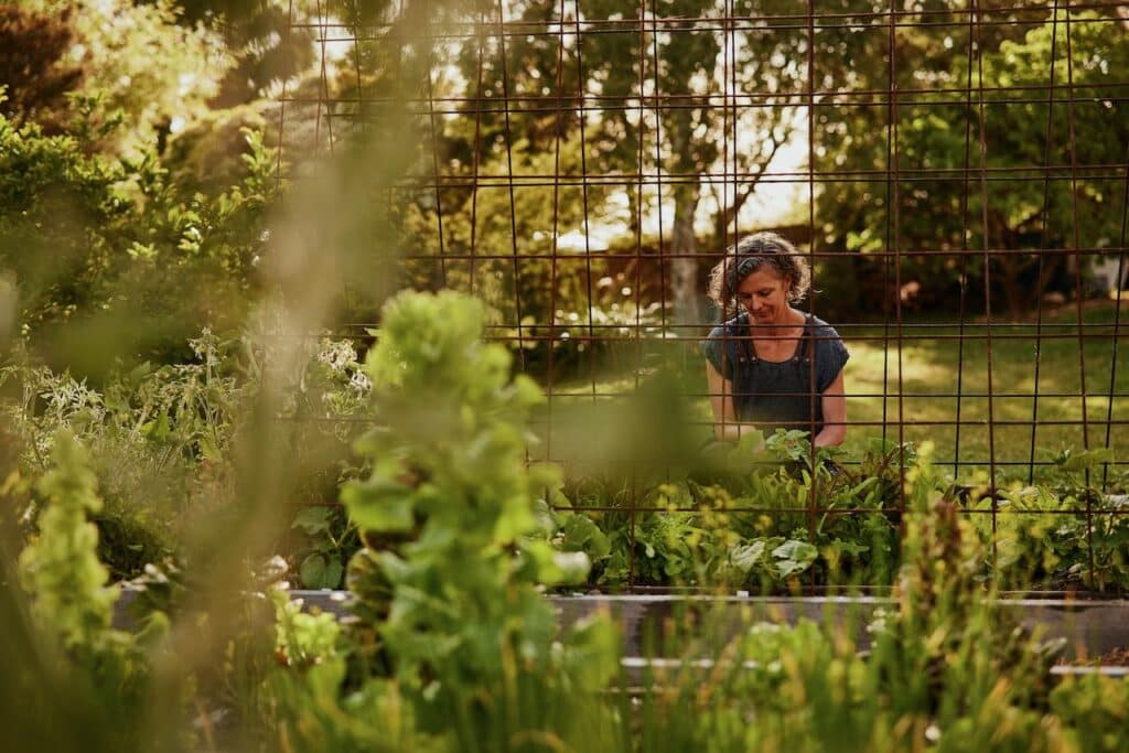 a woman kneels in a vegetable garden with a wire trellis and lots of lettuce