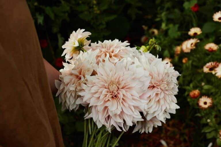 Dahlias are edible milkwood – 2