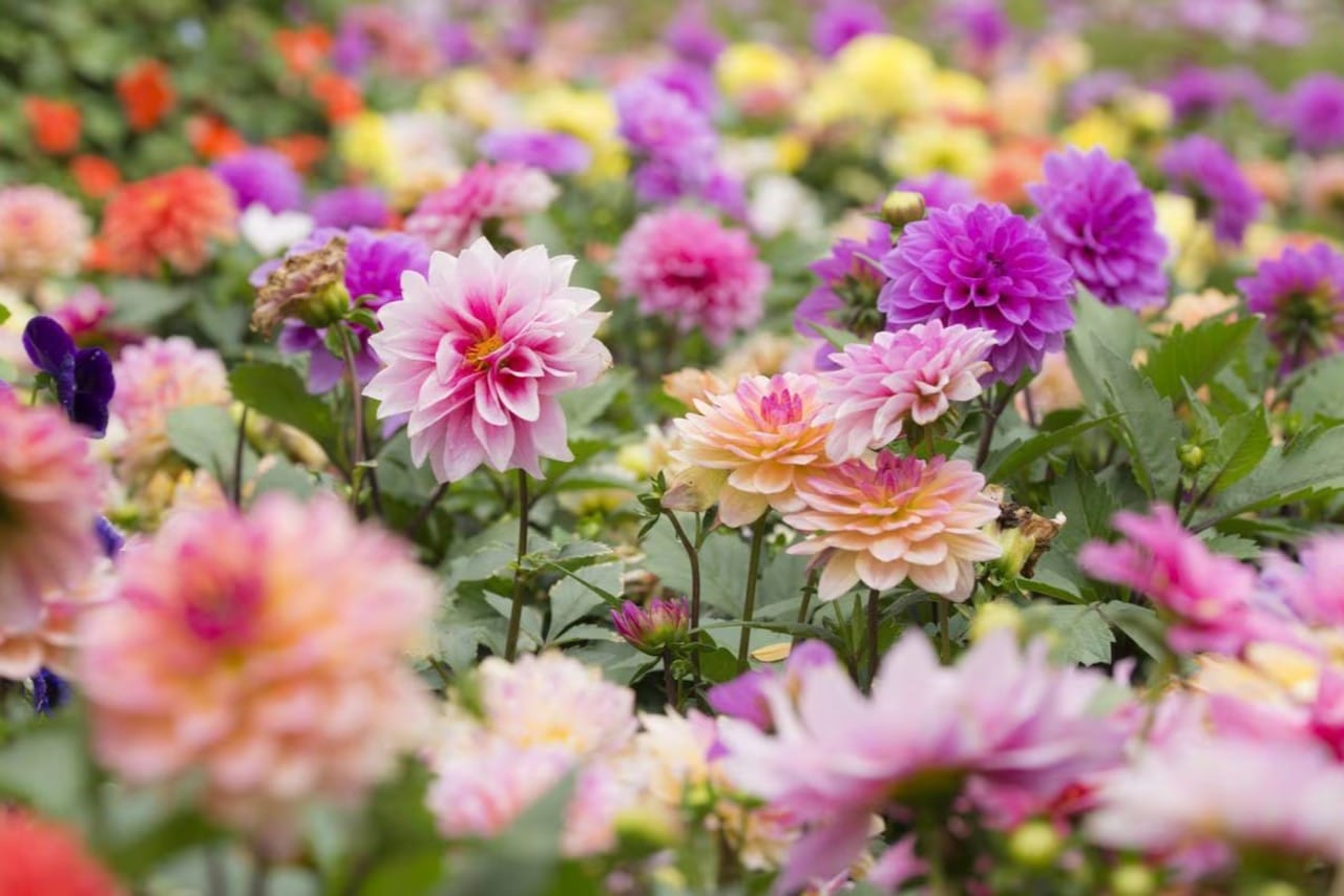 Delicious Dahlias Yep, Dahlias Are Edible! Milkwood permaculture