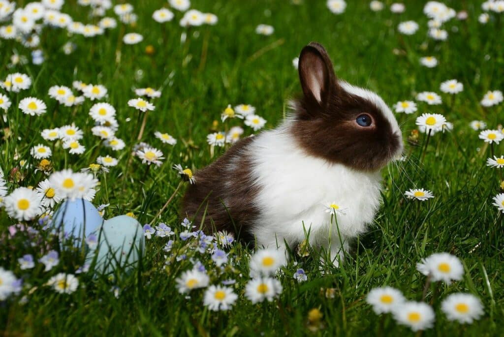 a brown and white rabbit sits in the grass