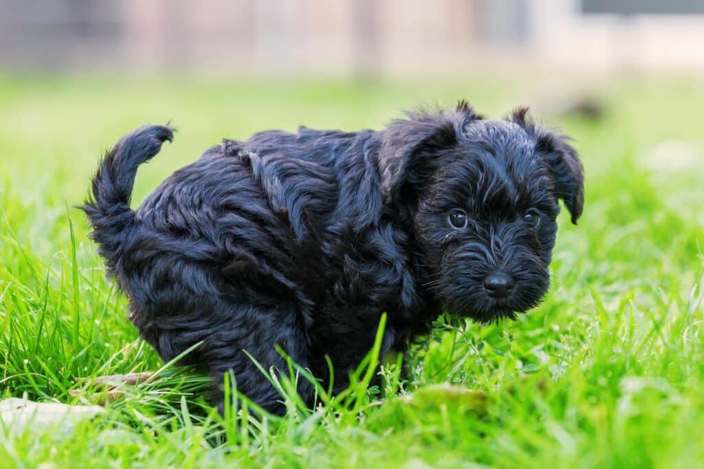 a cute schnauzer puppy pooping in the grass