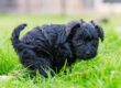 a cute schnauzer puppy pooping in the grass