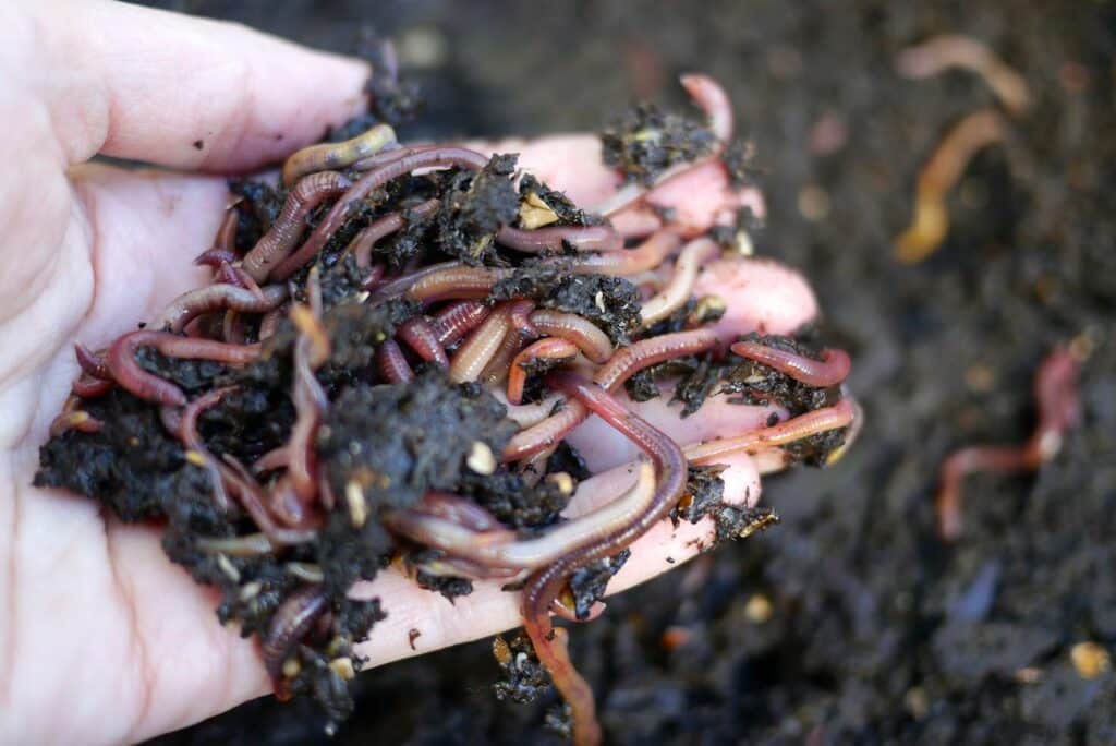 a hand with compost worms