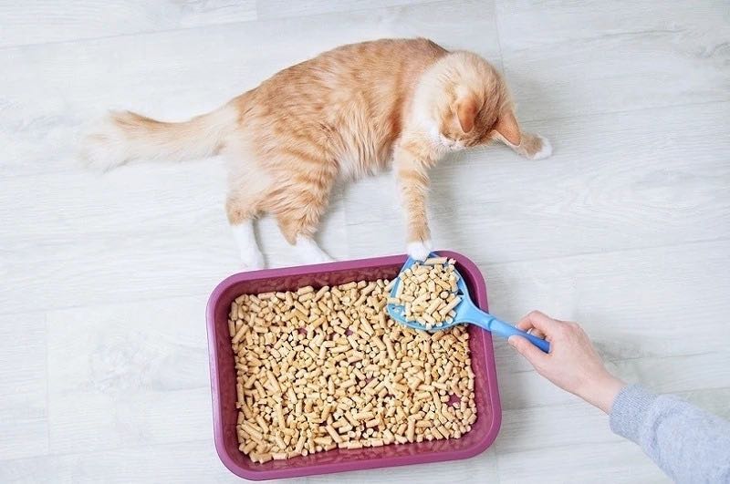 a cat on a white floor, with a purple kitty litter tray