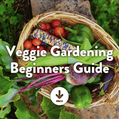 Veggie gardening - A beginners guide.