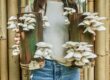 Two bamboo containers with fruiting oyster mushrooms, being held by a woman infront of a bamboo wall
