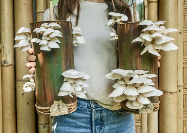 Two bamboo containers with fruiting oyster mushrooms, being held by a woman infront of a bamboo wall