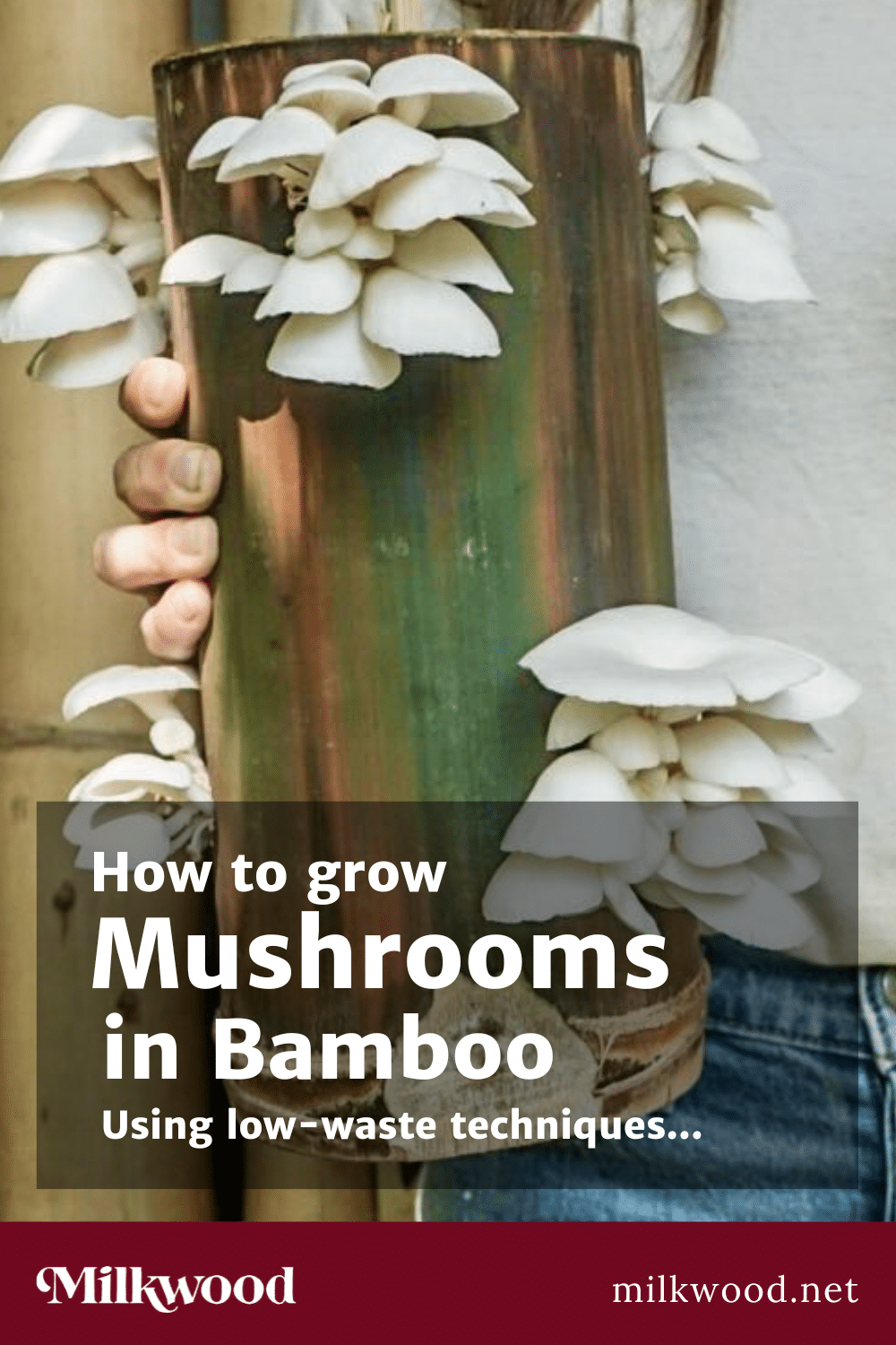 Oyster mushrooms growing from holes in a bamboo tube held by a person, demonstrating a low-waste mushroom cultivation method featured in the Milkwood online course.