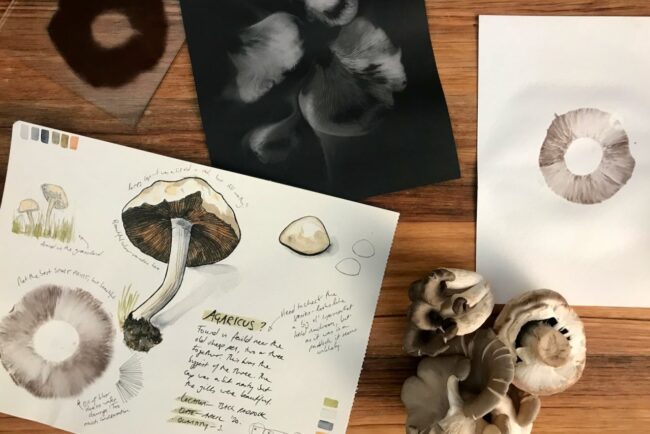 Mushroom Spore Prints – Milkwood