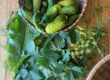 National pickler cucumbers, horseradish leaves, black currant leaves in a basket on a wooden table
