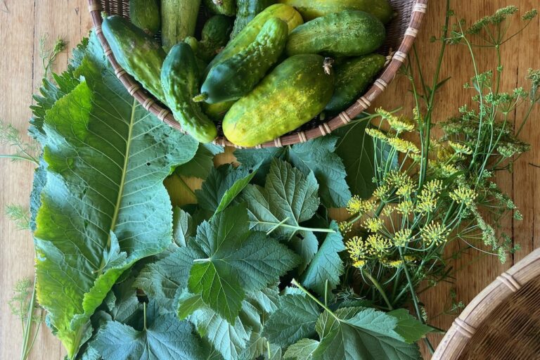 National pickler cucumbers, horseradish leaves, black currant leaves National pickler cucumbers, horseradish leaves, black currant leaves in a basket on a wooden table