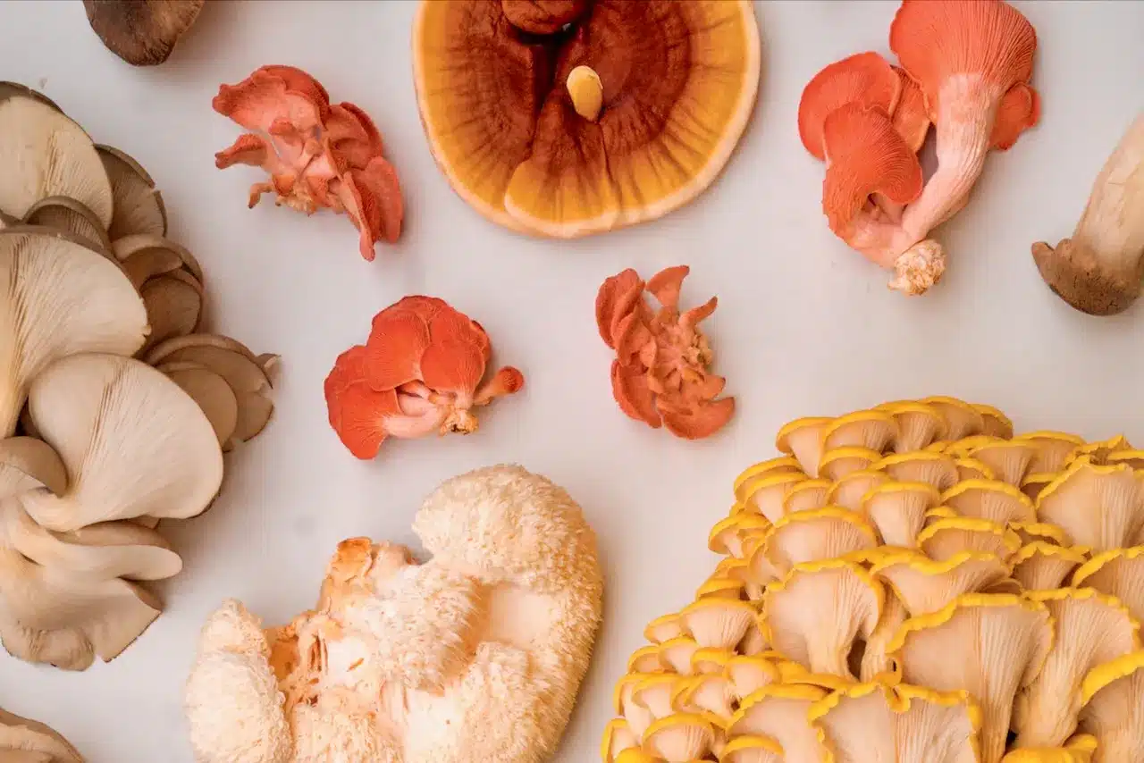 mushroom medley milkwood (1) mushrooms that grow on logs or straw