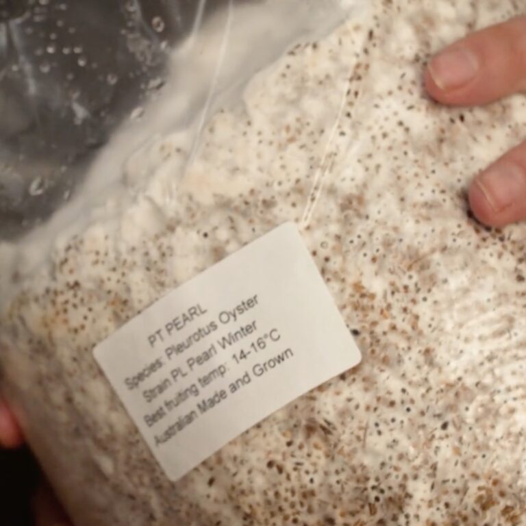 Fully colonised oyster mushroom spawn bag showing the PT Pearl species label