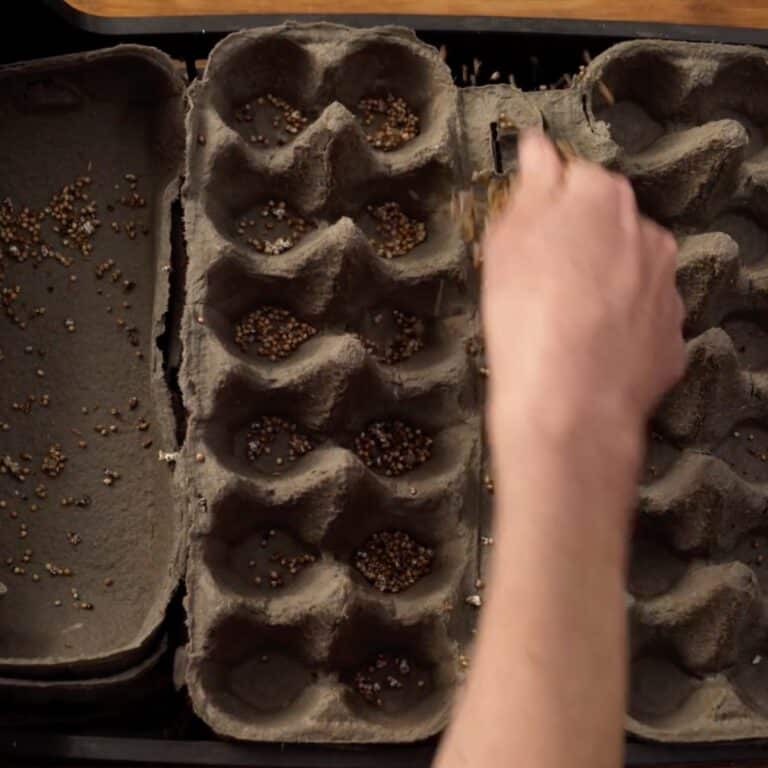 Filling an egg carton with mushroom grain spawn to grow mushrooms at home