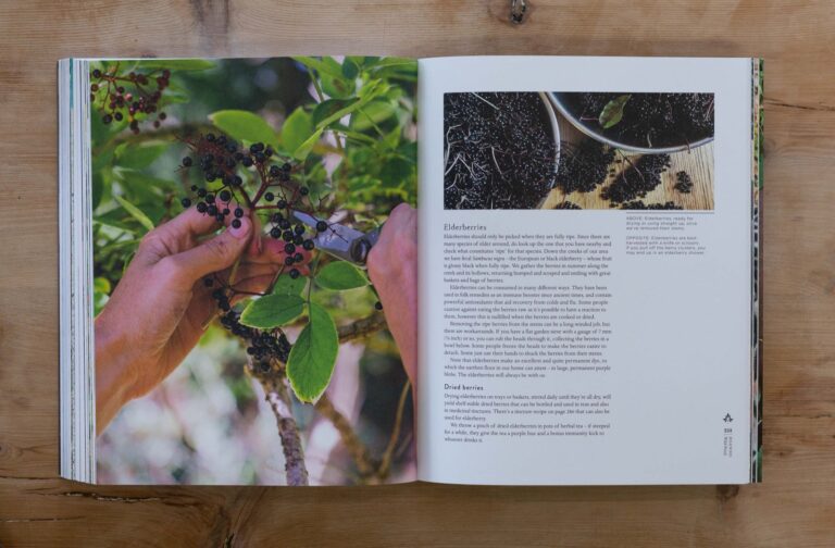 Wild food chapter spread on elderberries, with hands cutting a cluster from the tree