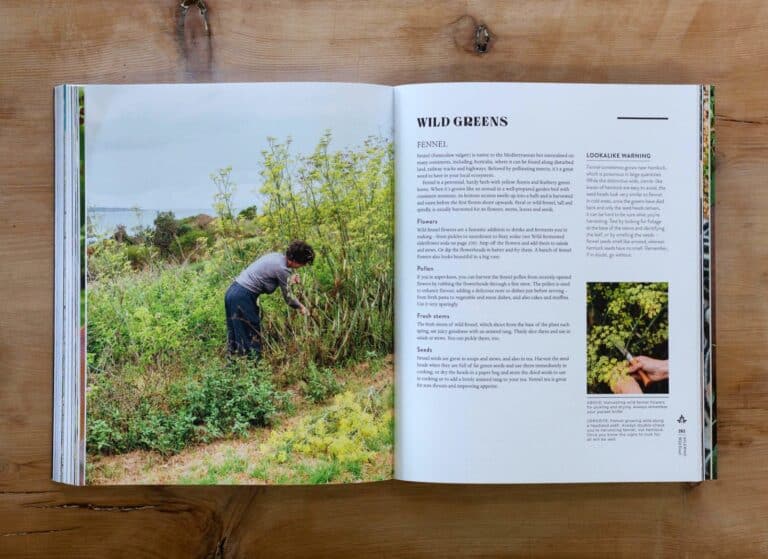Wild greens spread, foraging wild fennel on a coastal headland