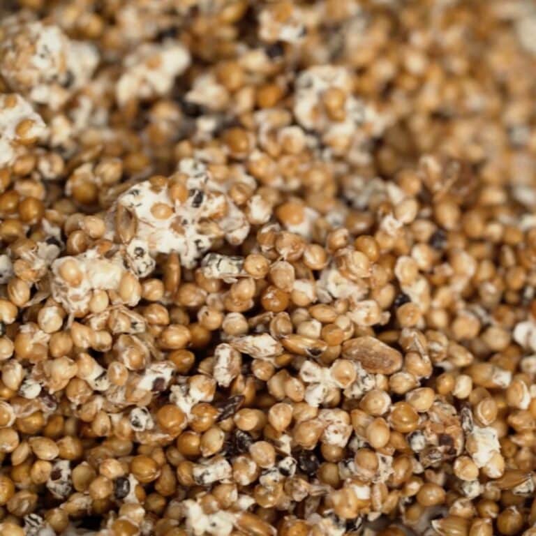 Close-up of mushroom grain spawn, white mycelium growing through rye grain