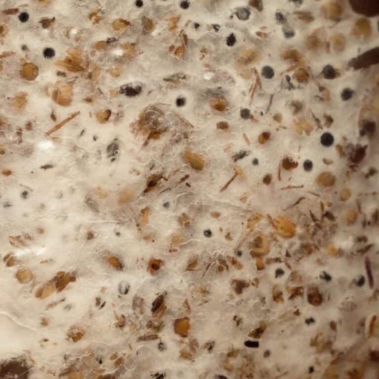 Macro shot of mushroom mycelium colonising a bag of grain spawn