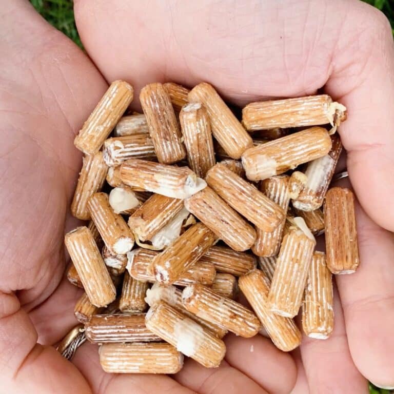Handful of wooden dowel plug spawn colonised with white mushroom mycelium