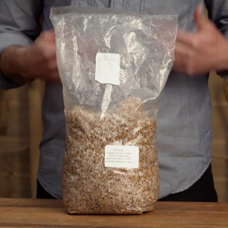Bag of PT Pearl oyster mushroom grain spawn with filter patch, held on a workbench