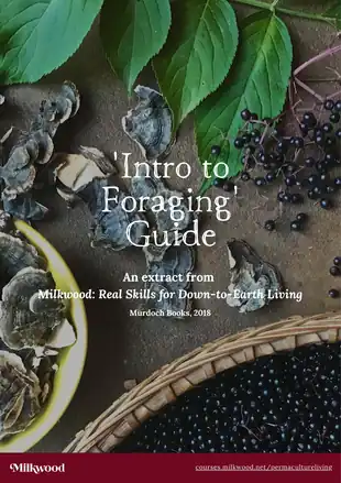'Intro to Foraging' Guide by Milkwood - front cover