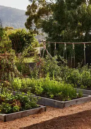 A thriving veggie garden with raised beds, trellises and a mountain backdrop