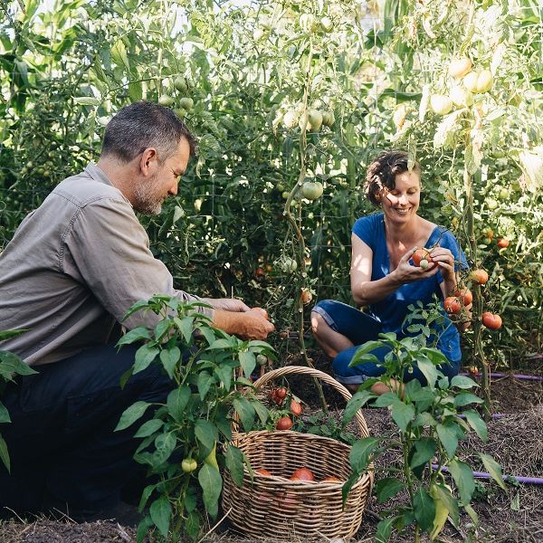 Nick and Kirsten picking tomatoes in the Milkwood garden, with a basket half full
