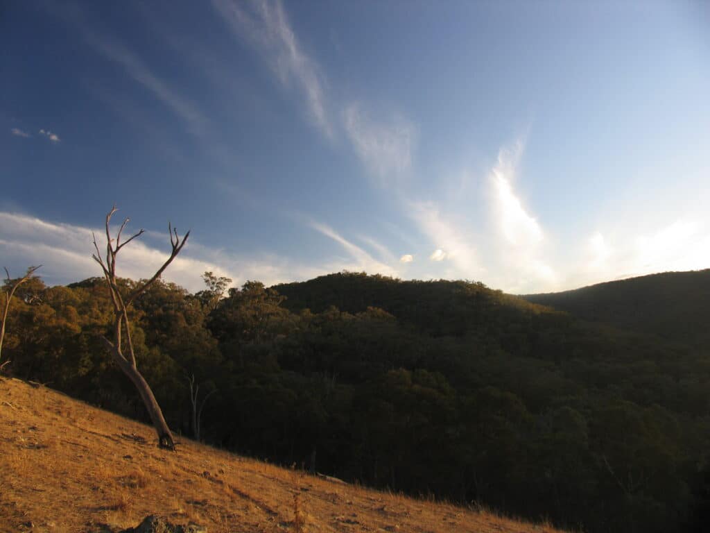 looking north at milkwood