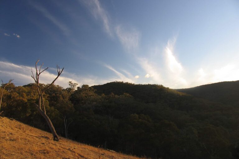 looking north at milkwood