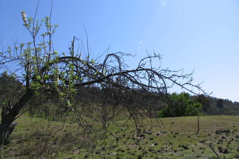 Old quince tree in a paddock under a clear blue sky