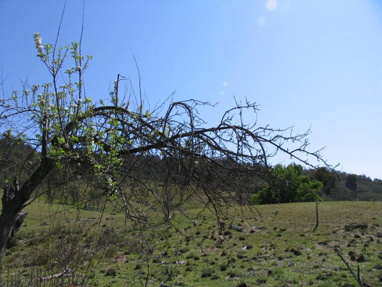 Old quince tree in a paddock under a clear blue sky