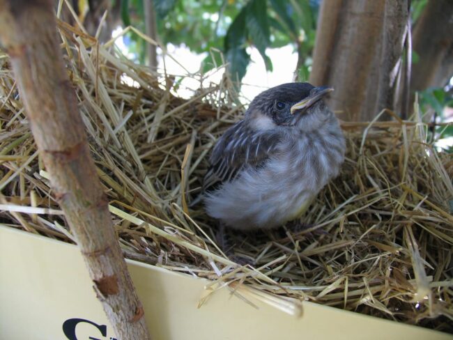 chicklet the baby wattlebird Baby wattlebird sitting in a straw nest