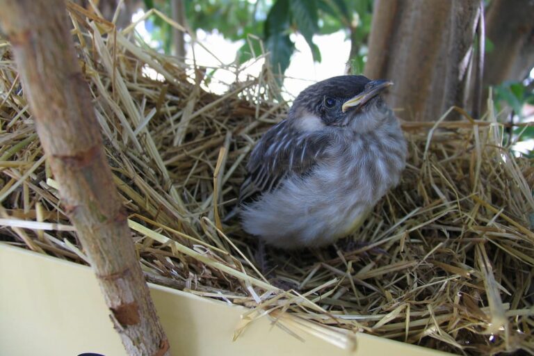 Baby wattlebird sitting in a straw nest