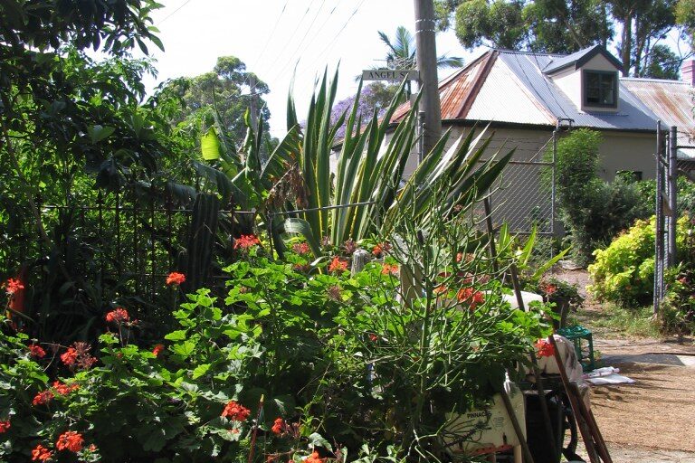 Lush front gate entrance to the Angel St permaculture garden