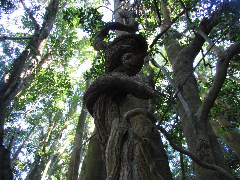 lianas