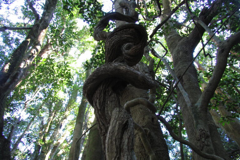 Looking up at lianas twisting around tall trees