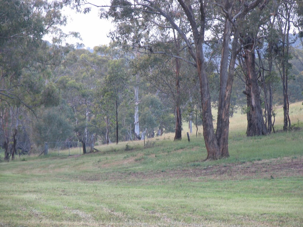 food forest