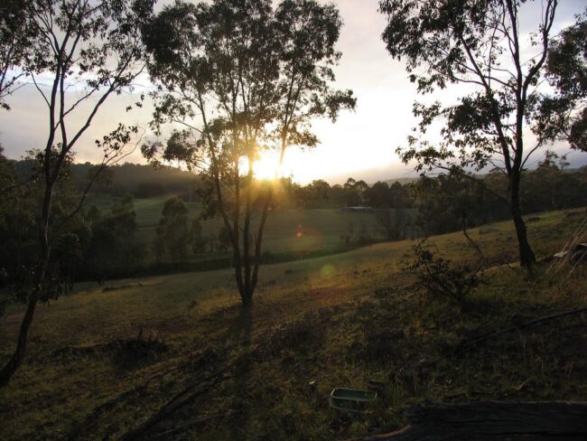 Late afternoon sun through gum trees over the Milkwood studio site, looking south-east