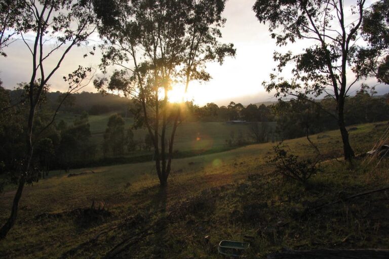 Late afternoon sun through gum trees over the Milkwood studio site, looking south-east
